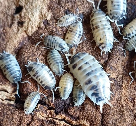 Dairy Cow Isopods