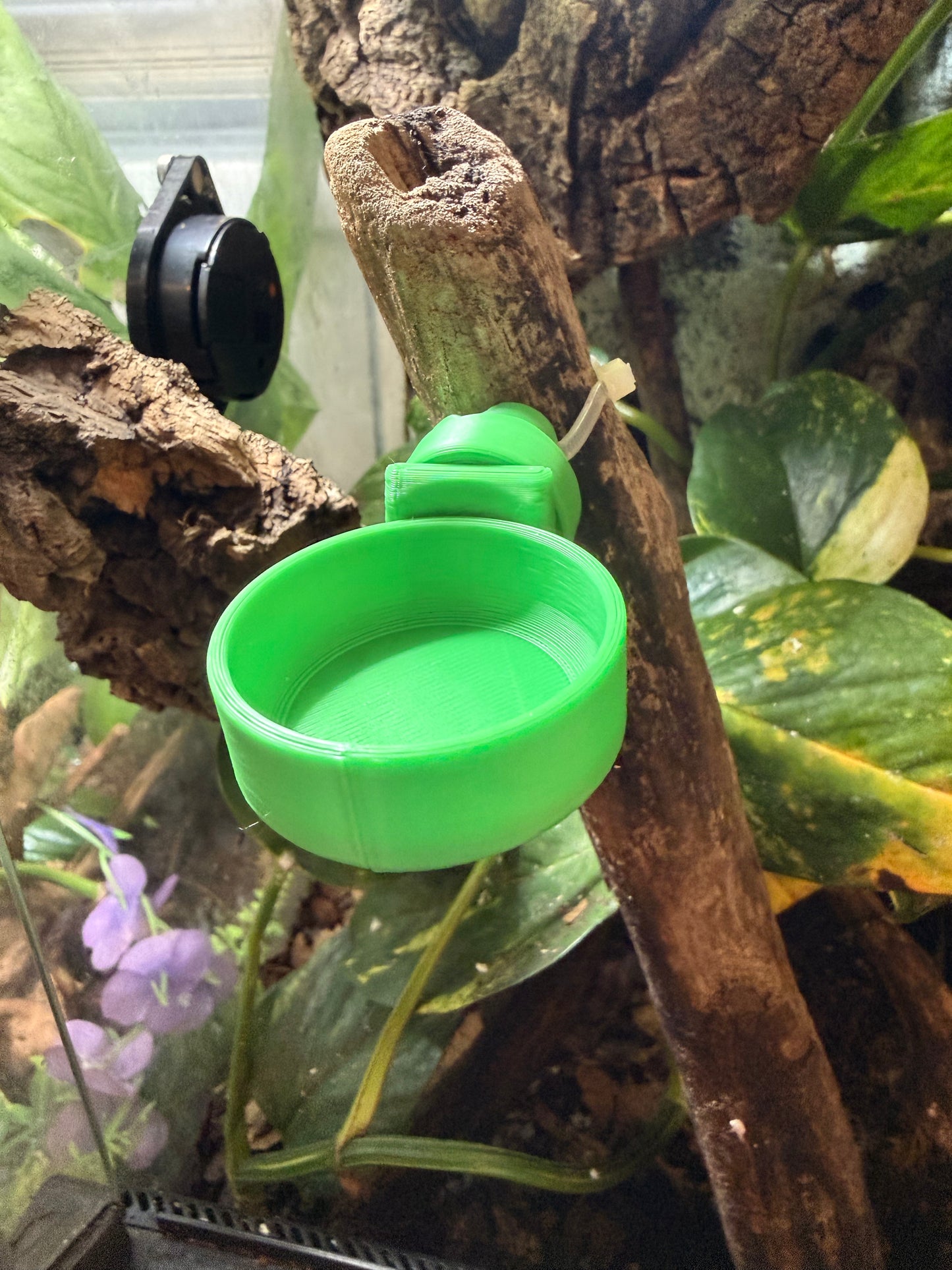 Gecko Branch Feeder