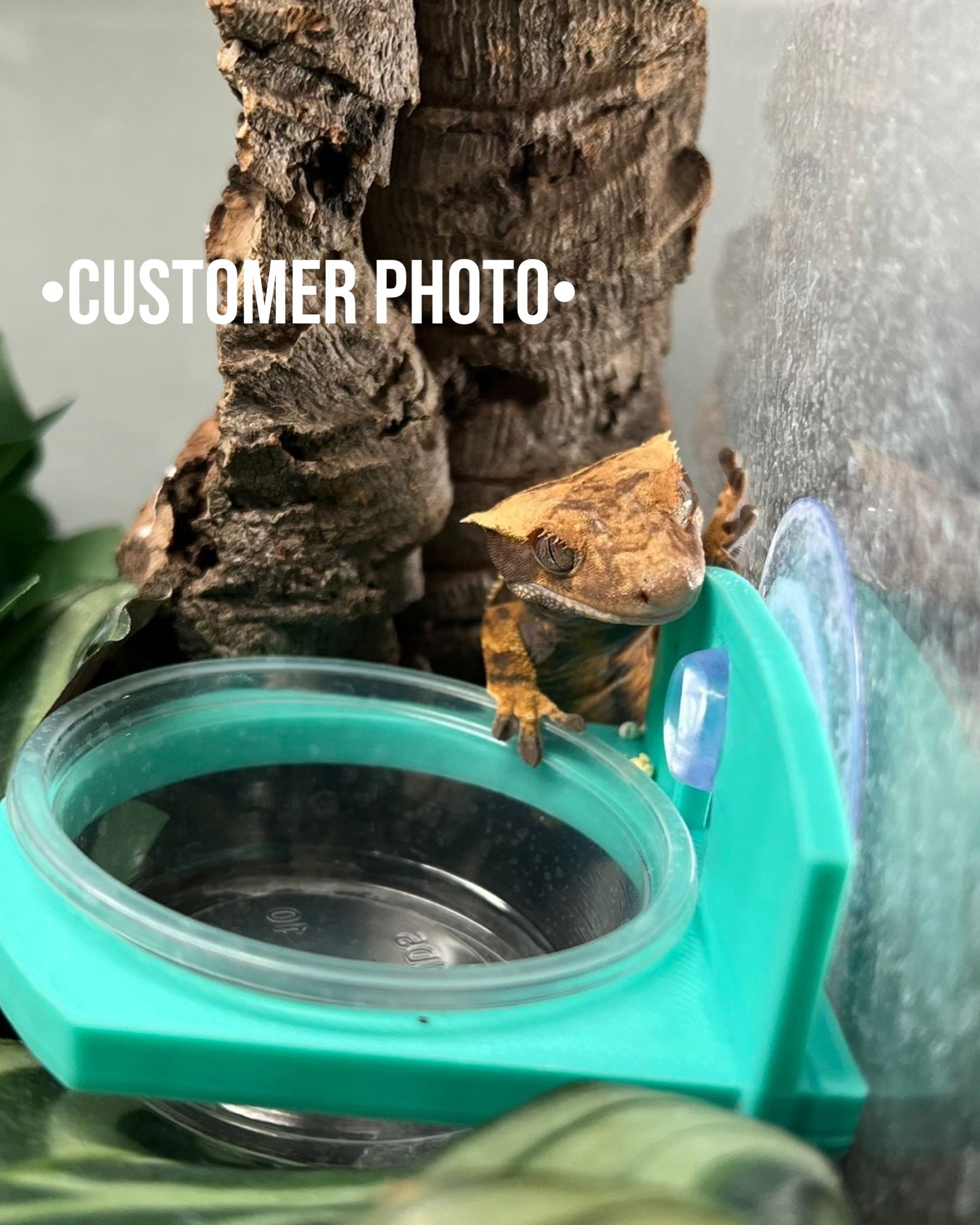 Single Suction Cup Feeding ledge 1.5oz